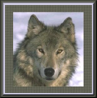 cadre loup